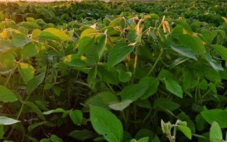 吉大A34大豆種子特征特性，一般4月下旬至5月上旬播種