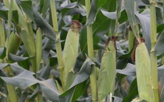 黑鳳玉米種子特點，最佳種植密度3000株