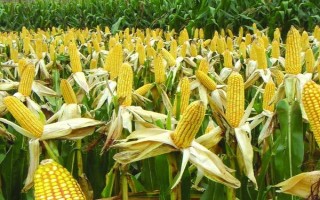 新利達355玉米種子介紹，中抗灰斑病