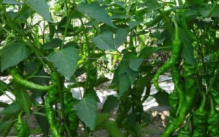 辣椒不長芽的原因及解決方法，種子質(zhì)量不高、土壤板結(jié)等都會(huì)導(dǎo)致