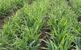 生姜種植方法，選擇發(fā)育良好的姜種