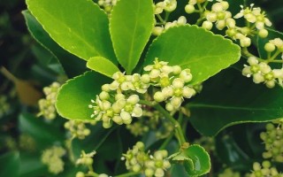 冬青衛(wèi)矛簡(jiǎn)介，是常見的庭園觀賞樹種