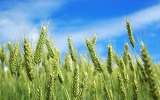 恒進(jìn)麥9號(hào)小麥種子簡(jiǎn)介，適宜播種期10月10―20日