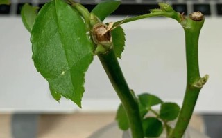 水培玫瑰花如何避免枯萎，要養(yǎng)在干燥、涼爽、通風處