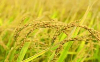 蘇秀810水稻種子介紹，遲熟中粳稻早熟常規(guī)品種