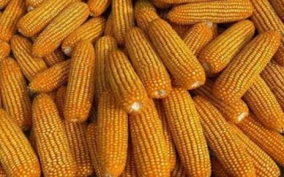 谷神玉3號(hào)玉米種子特征特性，生育期129.0天