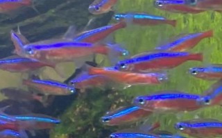 寶蓮燈魚的養(yǎng)殖方法，適合PH在5.5-7之間的弱酸性水體中養(yǎng)殖