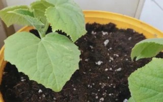 黃瓜剛栽下要馬上澆水嗎，要馬上澆定根水