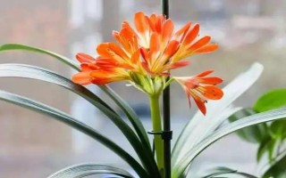 君子蘭開放后如何處理花桿，剪除花桿可以節(jié)省營養(yǎng)