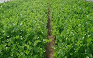 哪種蔬菜不能使用尿素，對(duì)芹菜使用尿素會(huì)降低品質(zhì)