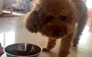 養(yǎng)泰迪狗要注意什么，2月齡每天至少喂3次