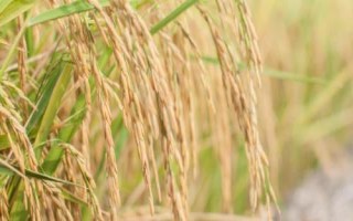 龍慶稻14號(hào)水稻種子介紹，在適應(yīng)區(qū)播種期4月12日