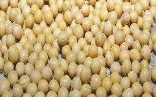 東創(chuàng)農(nóng)科23大豆品種簡(jiǎn)介，在適應(yīng)區(qū)5月上旬播種