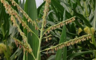 吉農(nóng)大603玉米種簡介，中抗莖腐病