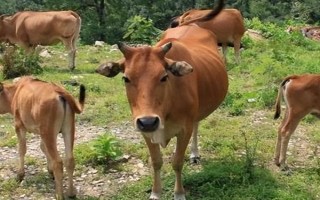 牛的四個(gè)胃分別是什么，分別為瘤胃、網(wǎng)胃、重瓣胃和皺胃