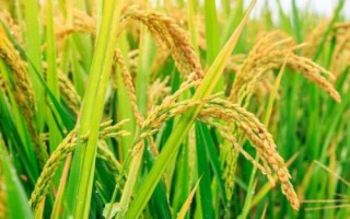 金龍優(yōu)6號水稻品種的特性，晚造全生育期117～119天
