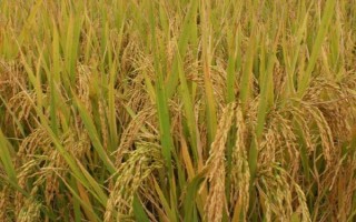 川農(nóng)優(yōu)527水稻品種簡介，綜合防治病蟲害 