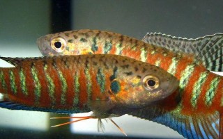 菩薩魚怎么區(qū)分公母，體型、體色和腹部等均不同