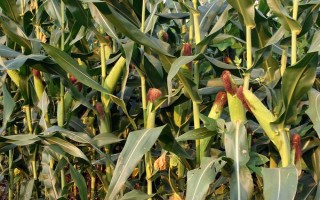 C3061玉米品種簡(jiǎn)介，4月下旬至5月上旬播種
