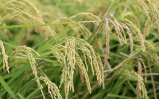泗稻22號水稻品種的特性，力爭每畝有效穗達到22萬左右