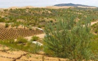 土地沙漠化如何防治，可防風(fēng)固沙、植物治理等