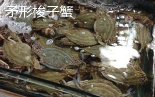 白蟹和梭子蟹有什么區(qū)別，二者沒有區(qū)別只是叫法不同