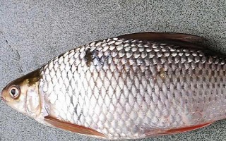 鯪魚(yú)簡(jiǎn)介，是常見(jiàn)的中下層淡水魚(yú)類