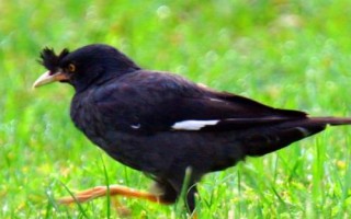 八哥鳥的飼養(yǎng)方法，選擇易馴的頭窩幼鳥為佳