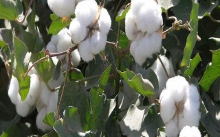 徐雜6號(hào)棉花種子特征特性，與對(duì)照品種（皖雜40）相仿
