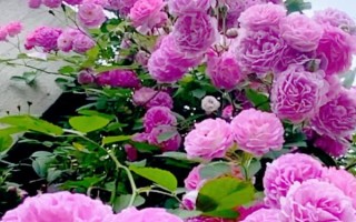 冬季怎么養(yǎng)護(hù)薔薇花，等土壤發(fā)白時再提供水分