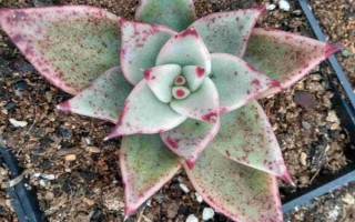 多肉的常見病及處理方法，常見的有赤霉病、炭疽病等