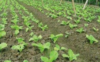 大白菜苗期病害與防治，常見病害有霜霉病、軟腐病、黑斑病