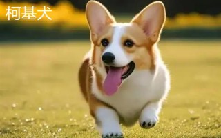 有哪些短毛大型犬，包括大丹犬、杜賓犬、羅威納犬等品種