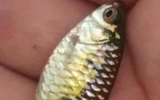 麝香餌料適釣魚種，包括鯉魚、草魚、鯽魚等魚類