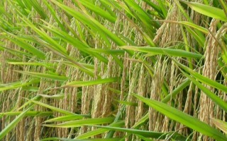 閩農(nóng)糯6A水稻品種簡(jiǎn)介，第二期父本比母本遲7天播種