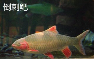 軍魚好不好吃，肉質(zhì)細(xì)嫩鮮美深受消費(fèi)者歡迎