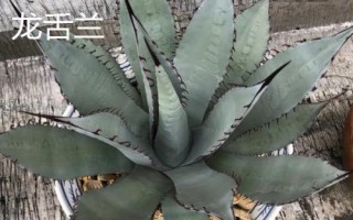 蘭花的品種，各自的習(xí)性有所差異