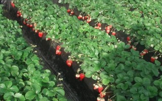 12月的草莓能不能吃，12月才開(kāi)始成熟可以吃