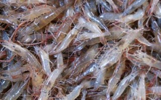 青蝦和魚(yú)怎么混養(yǎng)，長(zhǎng)成小蝦才能投放鰱、鳙等魚(yú)種