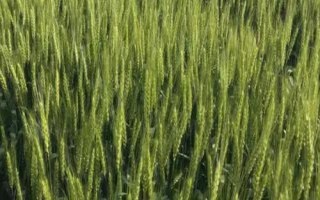 紅麥品種，包括楊麥25、農(nóng)麥88、寧麥22等種類