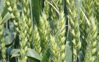 豫農(nóng)920小麥品種的特性，適宜播種期10月上中旬