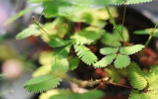 含羞草需不需要施肥，需要適量施肥