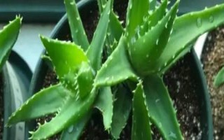 蘆薈需要經(jīng)常澆水嗎，澆水頻率與季節(jié)還有溫度有關系