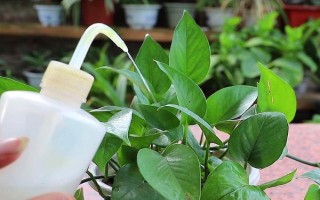 大盆綠蘿的養(yǎng)殖方法，每隔一周澆一次水