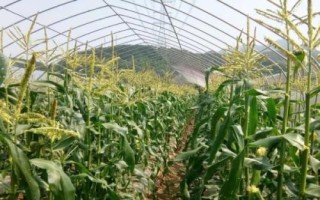 趙玉163玉米種子簡介，中抗小斑病
