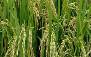 慶優(yōu)荔晶絲苗水稻種子特征特性，晚造全生育期117～119天