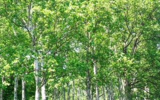 現(xiàn)在種植什么樹能賺錢，可種植彩葉樹種、喬木類等