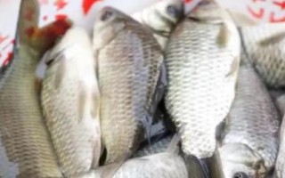 海夕魚鉤簡(jiǎn)介，是黑坑或競(jìng)技釣常用的鉤型