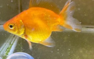 小金魚會(huì)不會(huì)產(chǎn)卵，發(fā)育成熟后是會(huì)產(chǎn)卵的