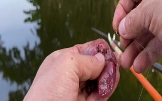 雞肝能不能釣魚(yú)，雞肝能釣魚(yú)